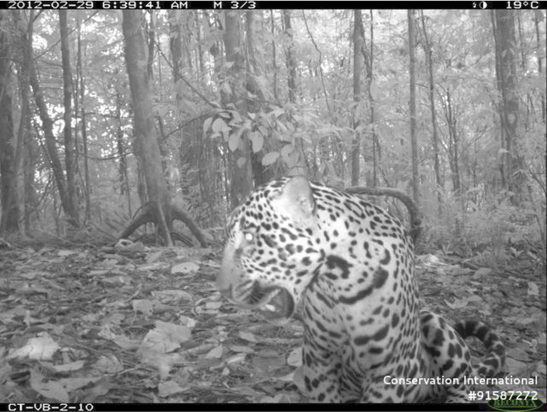 Another Reason National Parks are Vital for Endangered Species
