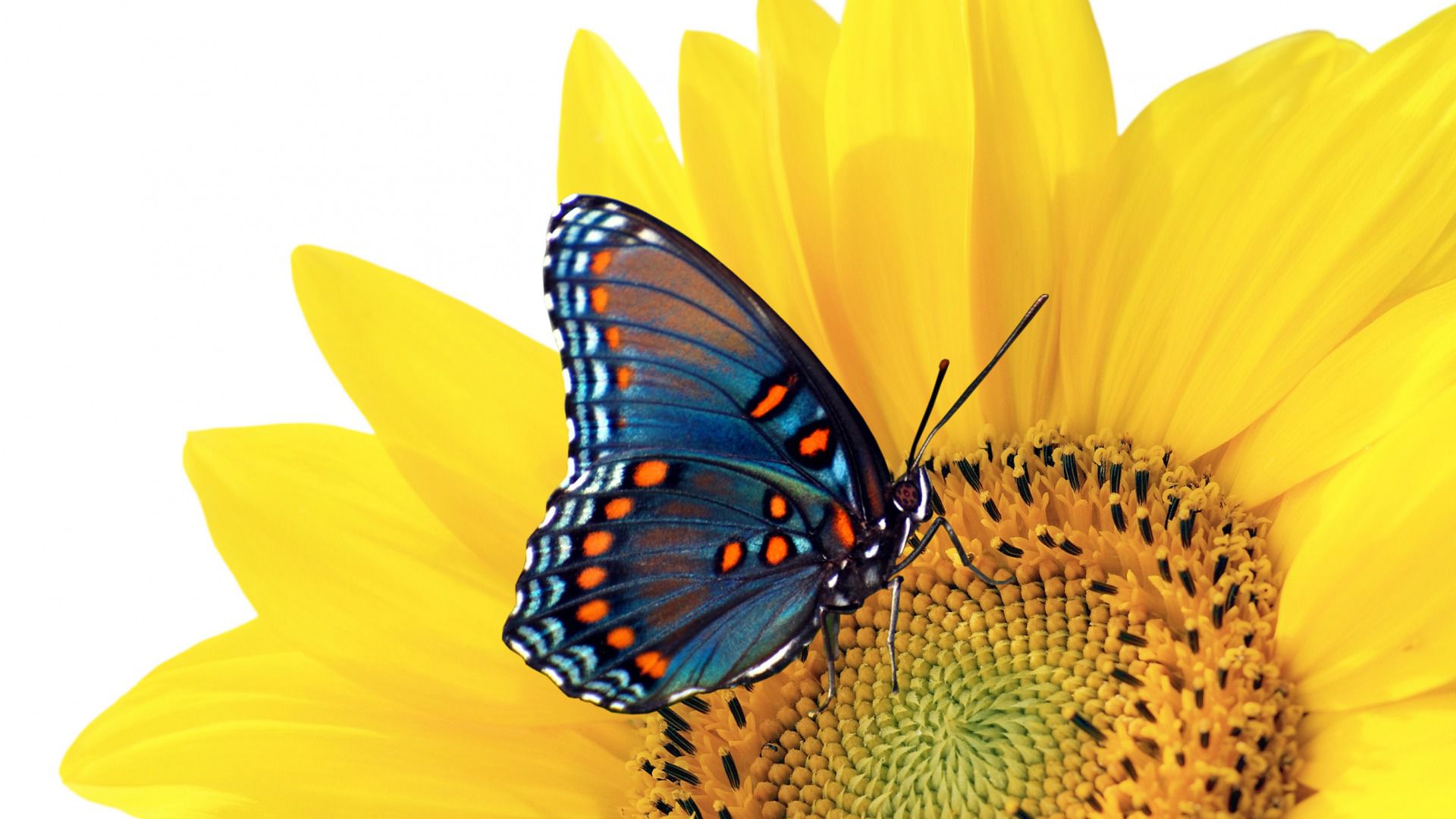 Desktop Butterfly Software Free Download