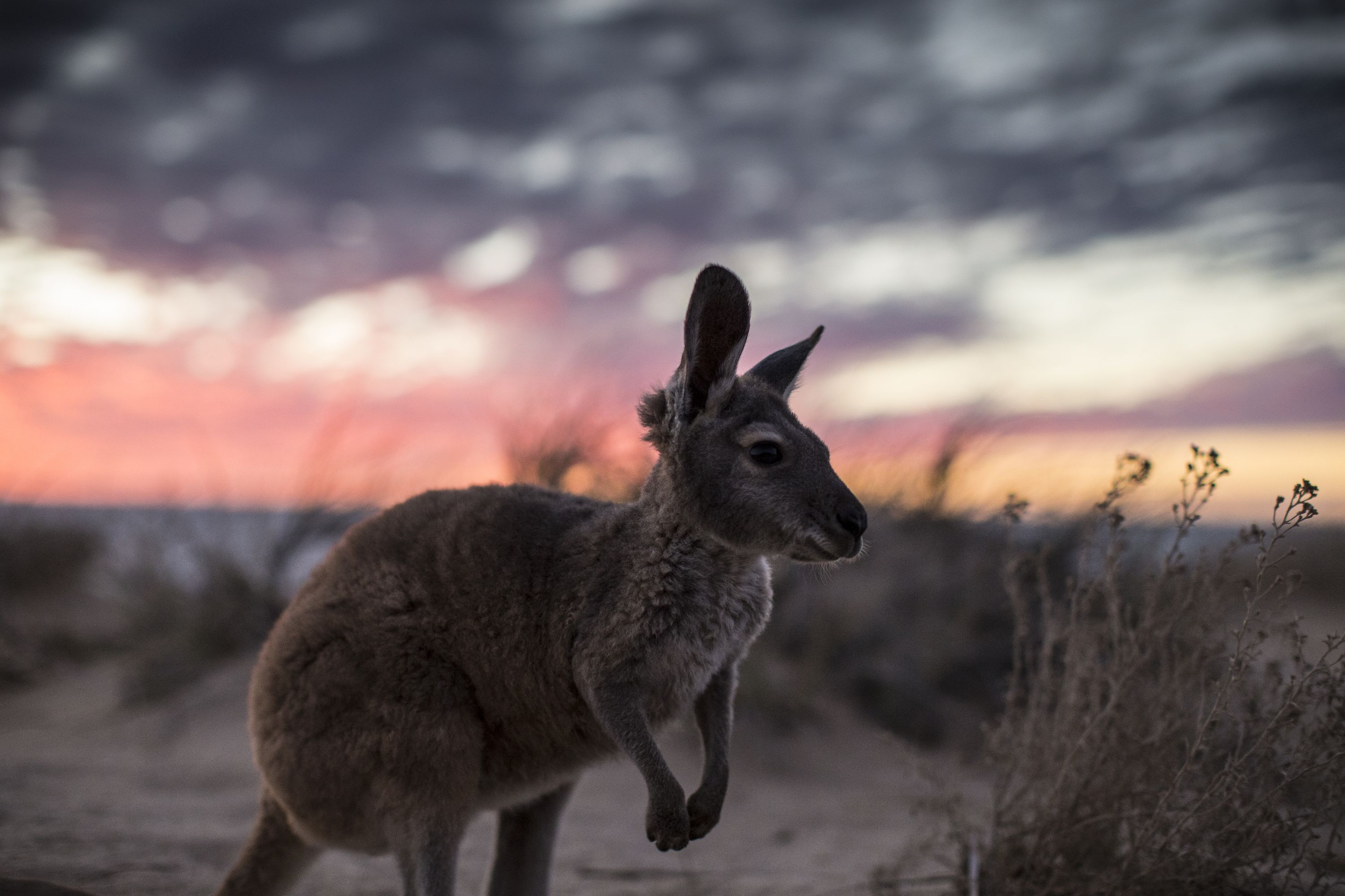 10 Incredible Facts About Kangaroos