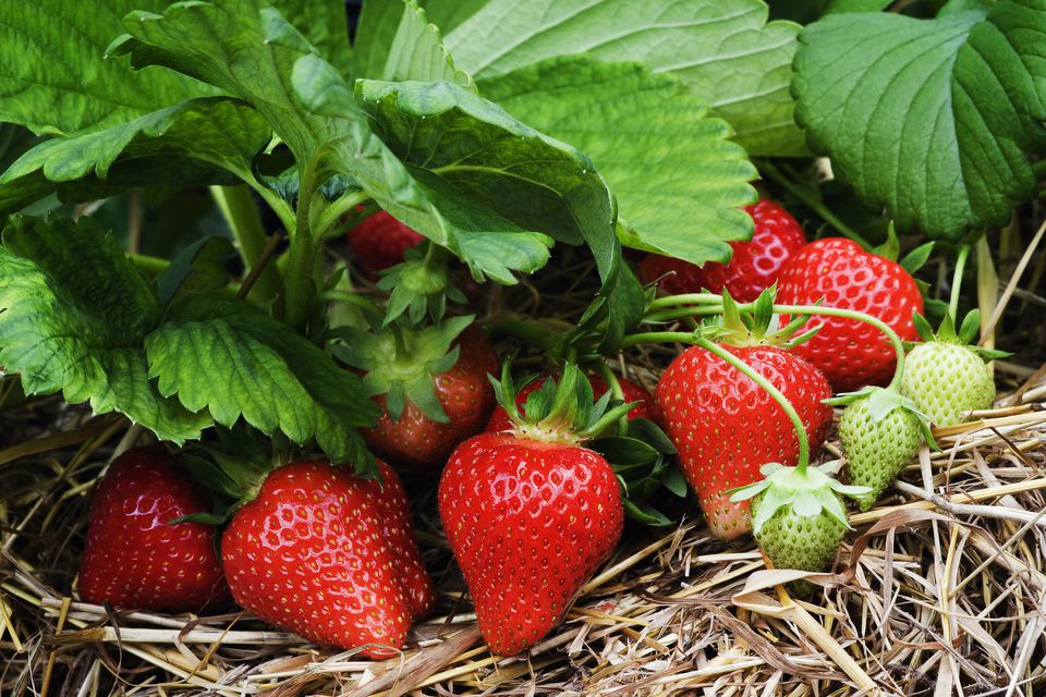 Keep Strawberries Productive By Renovating Strawberry Beds