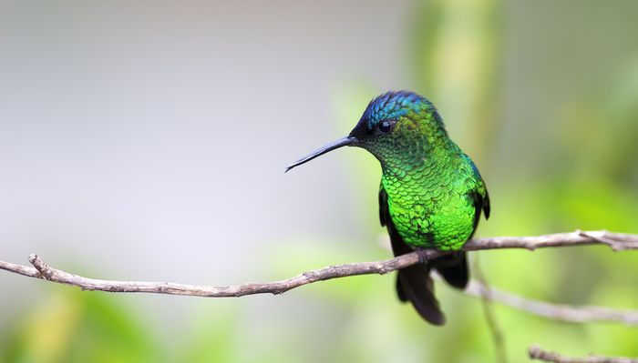 rufous hummingbird predators