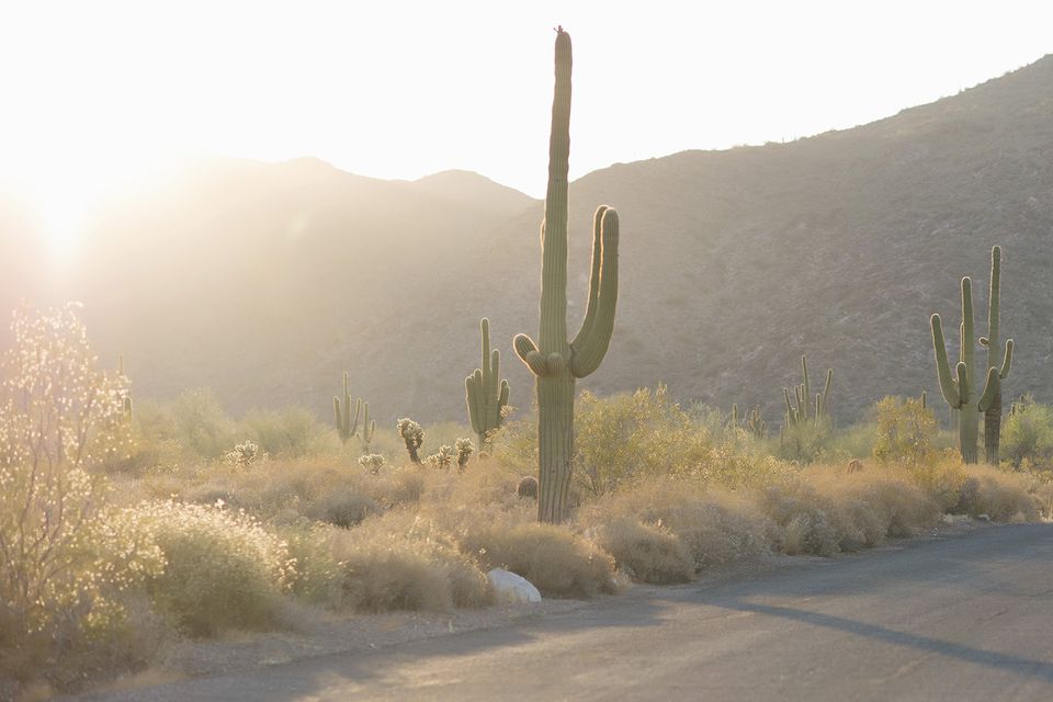 16 Things To Know About the Saguaro Cactus