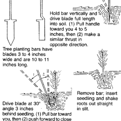 Transplant Shock: Caring for Newly Replanted Trees