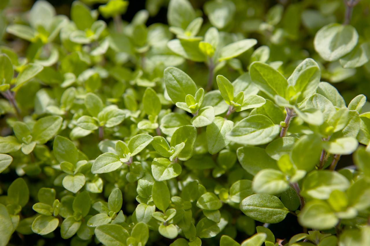 Herbs de Provence Recipe