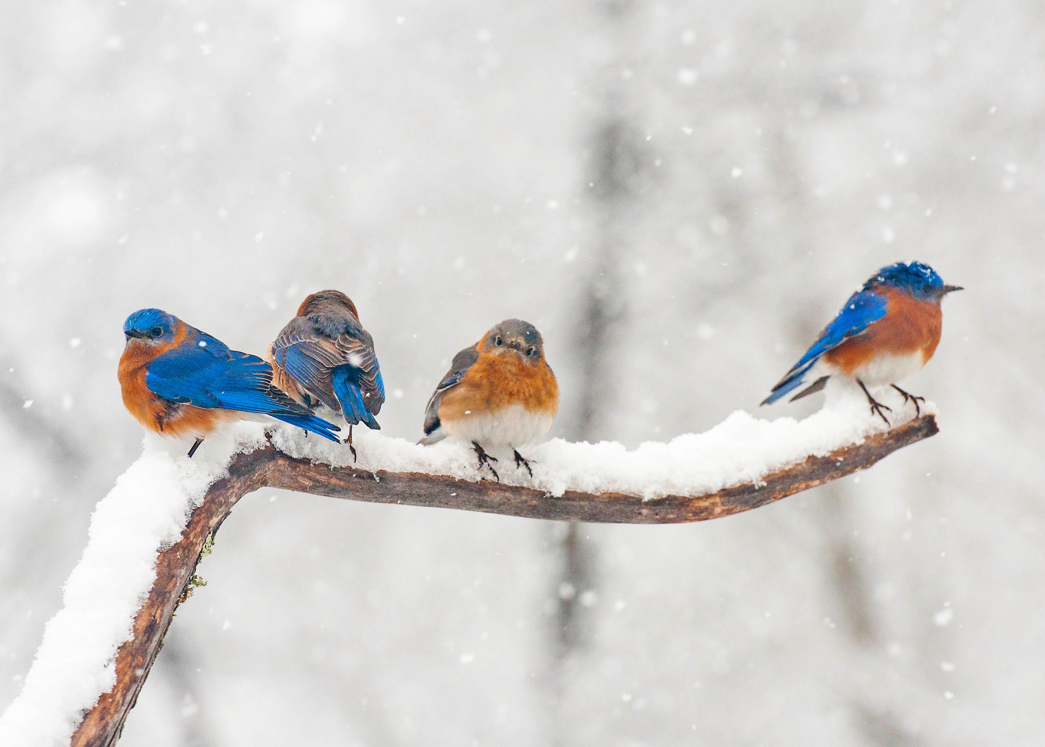 bluebirds on snowy branch 538973107 59de75100d327a00119e3bed