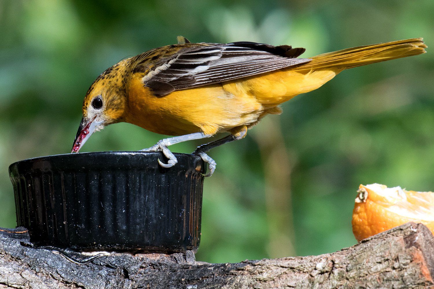 oriole feeder