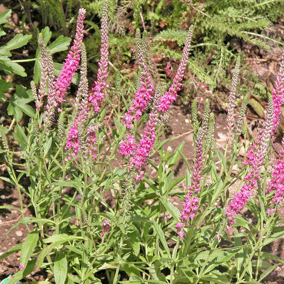 10 Foolproof Perennial Plants for the Northeast U.S.