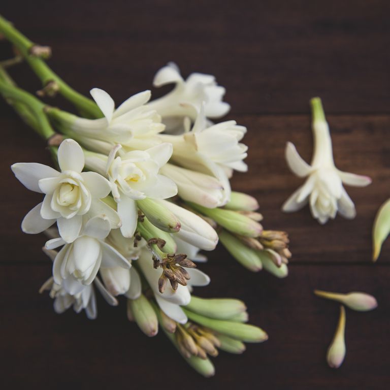 What Is Tuberose, the Perfume Ingredient?