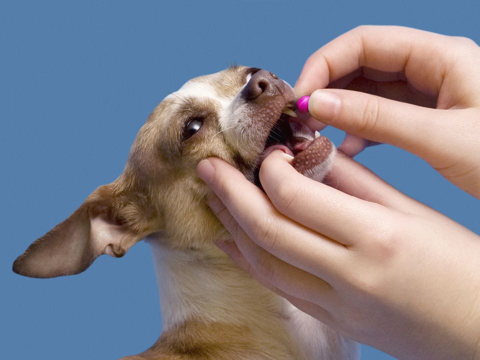 Giving Medicine to Puppies How to Give a Dog a Tablet