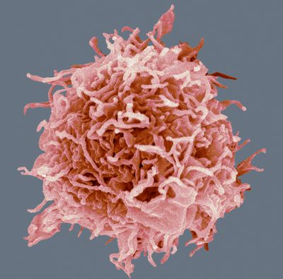 What Are Lymphocytes?