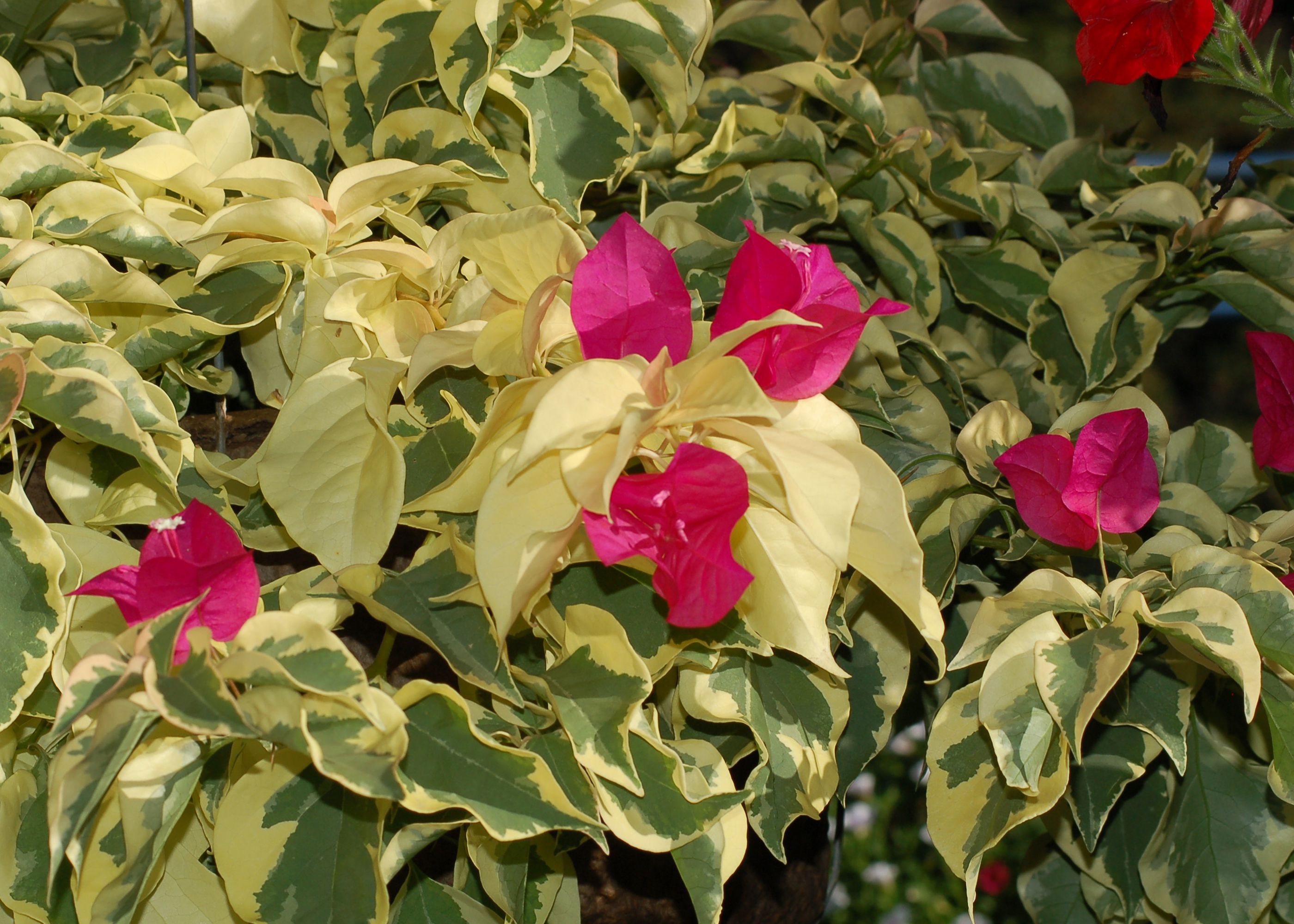 Grow Bougainvillea Vines for Mediterranean Flavor