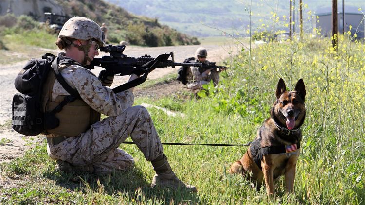 USMC Enlisted Job Descriptions: Working Dog Handler