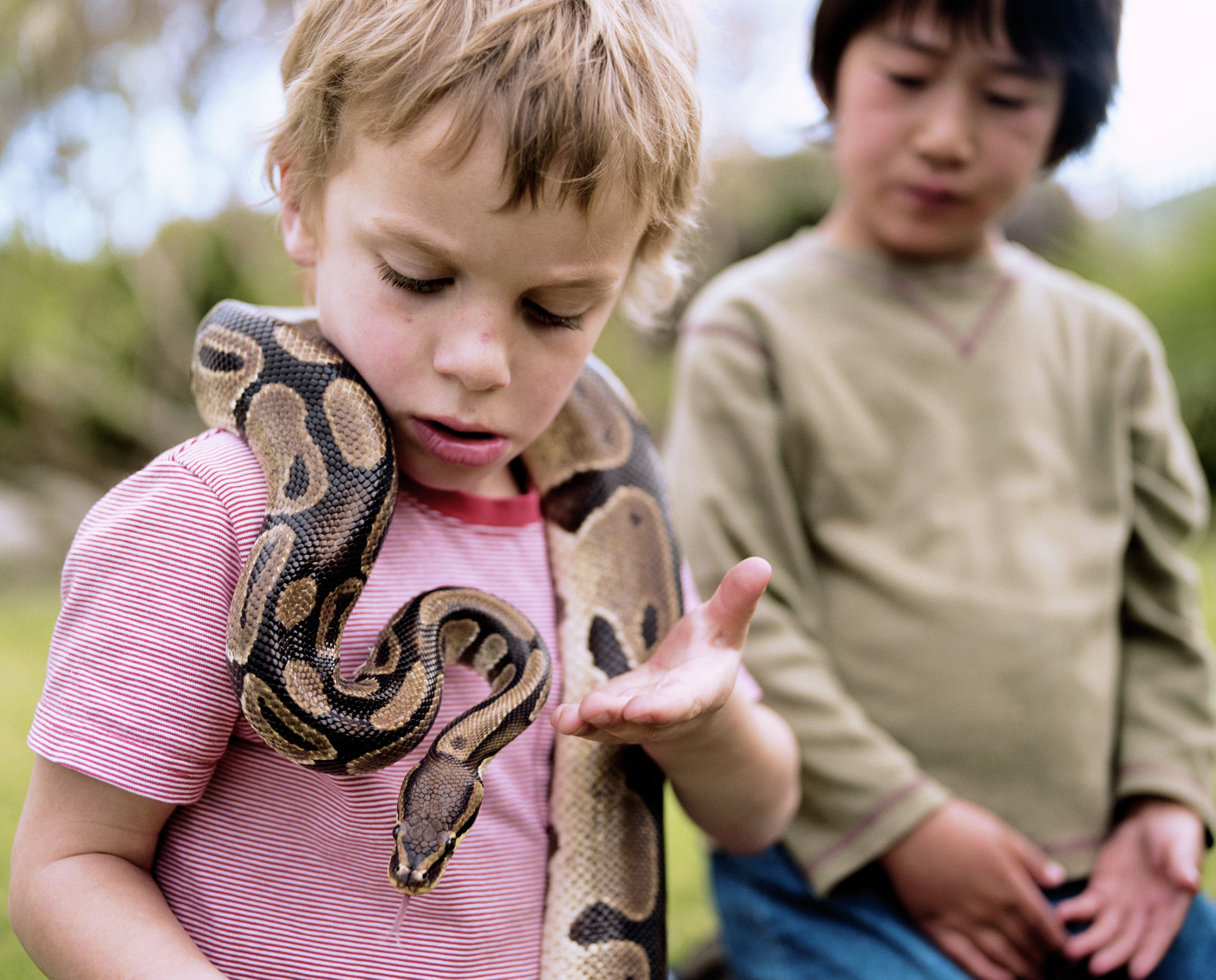 Are Ball Pythons Good Pets