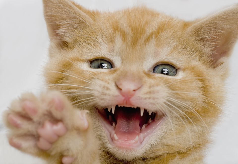 When Do Puppies And Kittens Lose Their Baby Teeth 