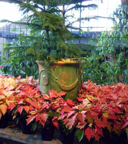 Decorating Outdoors With Poinsettias