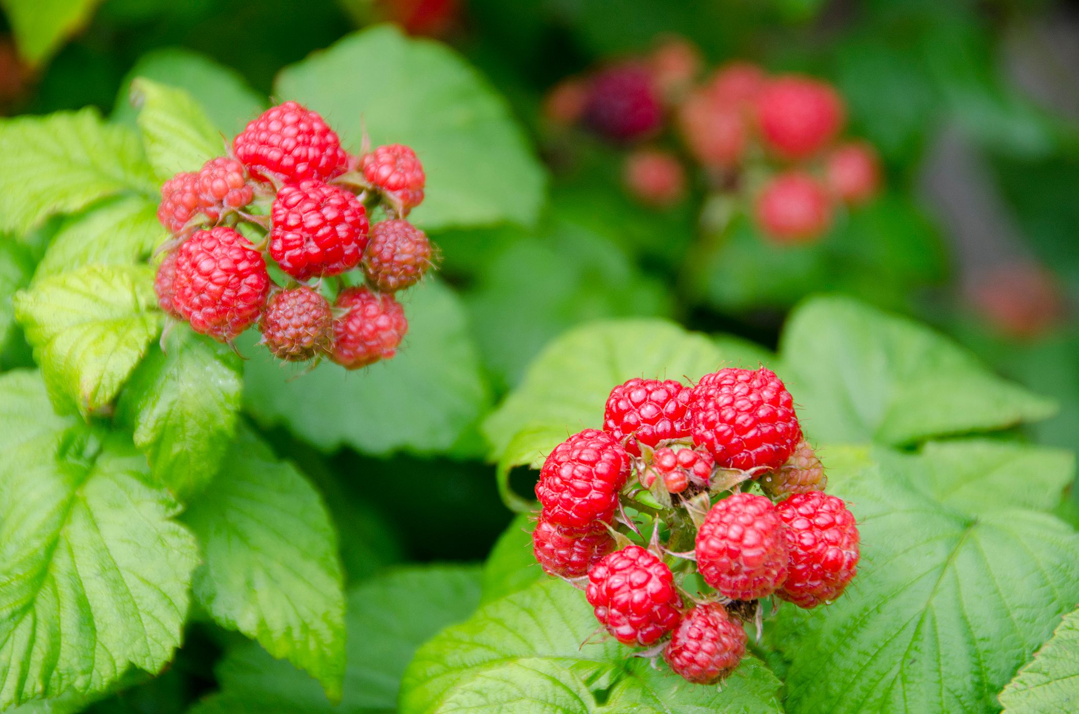 How and When to Prune Raspberries &amp; Blackberries