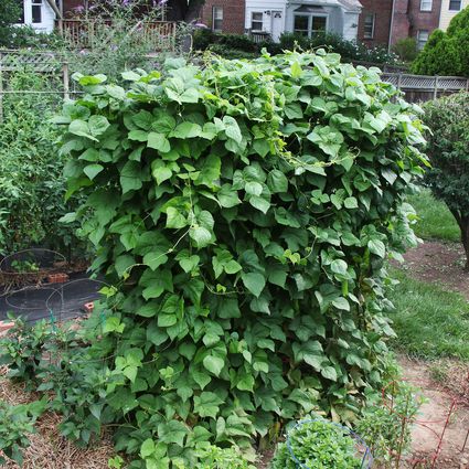 The Best Companion Plants for Pole Beans and Bush Beans