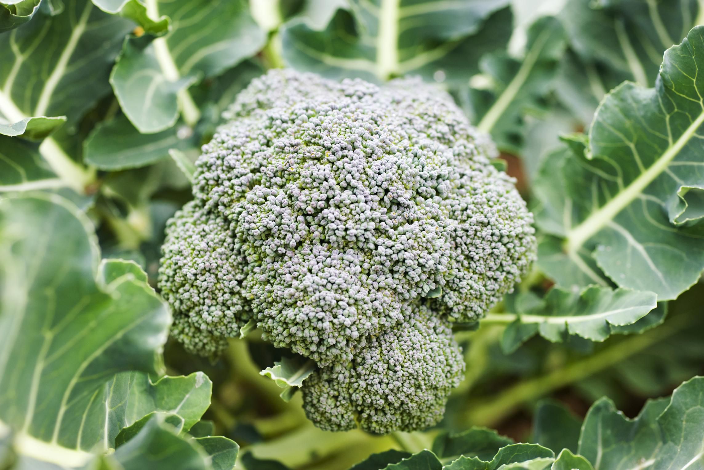 How to Grow Organic Broccoli