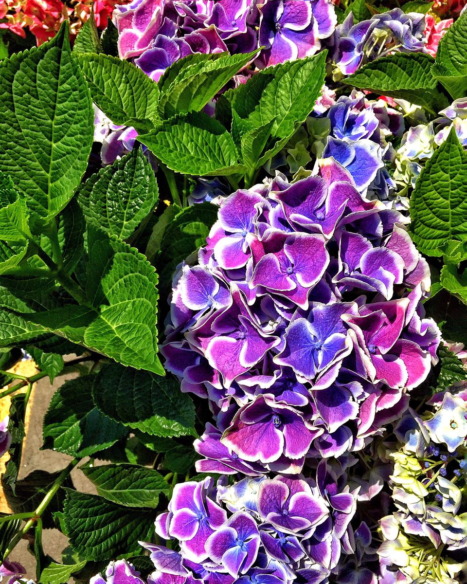 varieties of hydrangeas        
        <figure class=