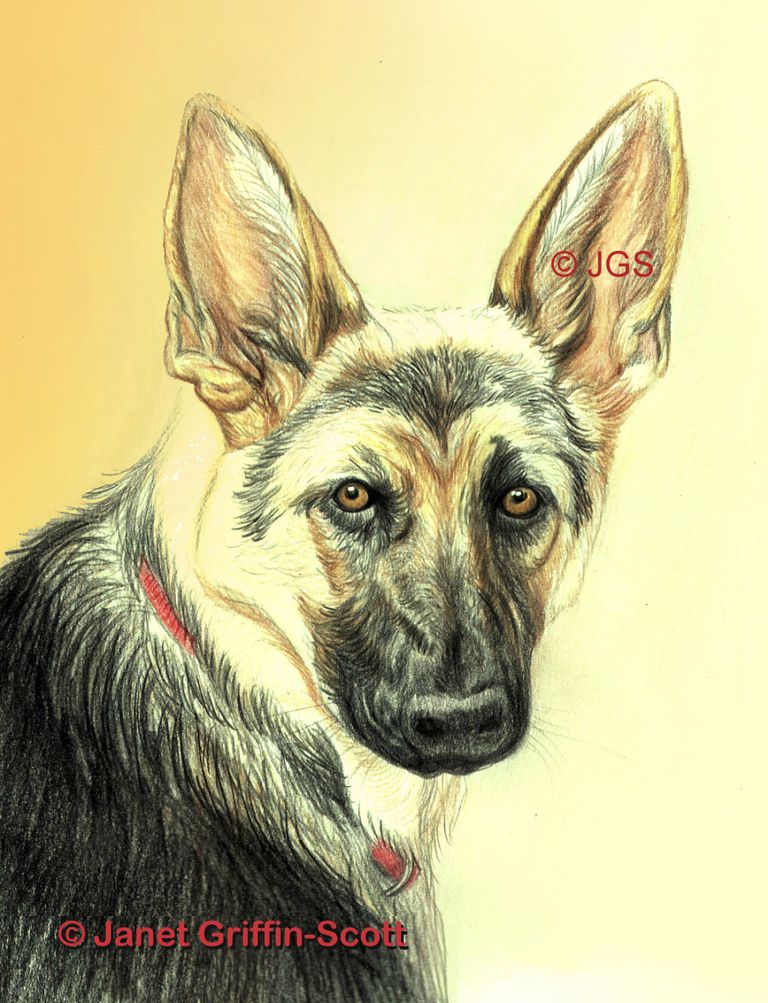 Drawing Lesson: A German Shepherd in Colored Pencil