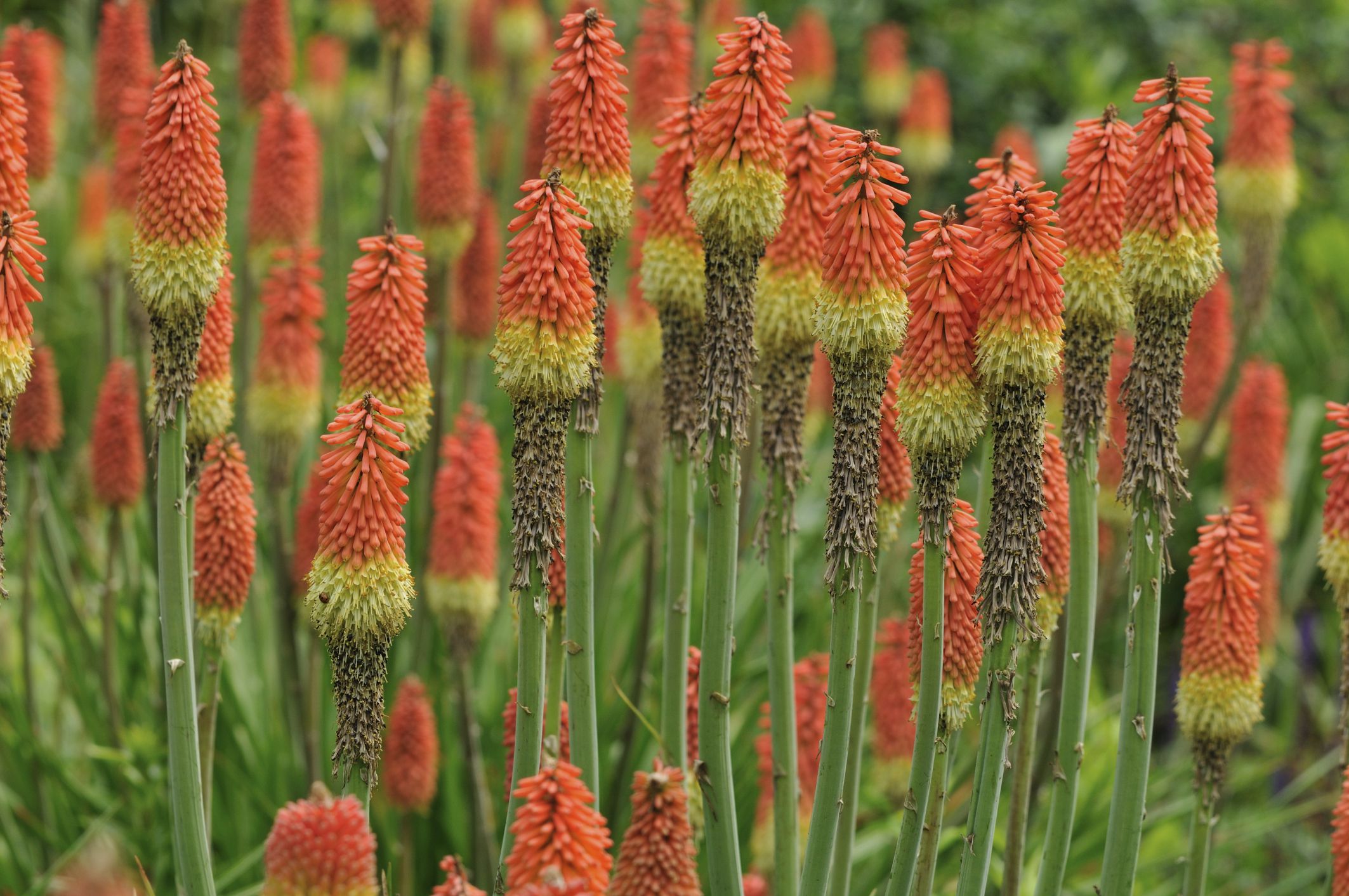 Red Hot Poker Plants Learn About Some Dwarf Types