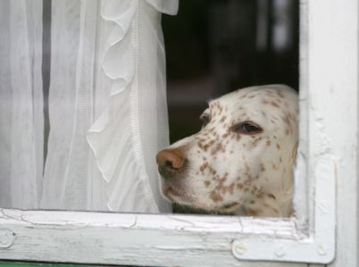 sad dog looking out window