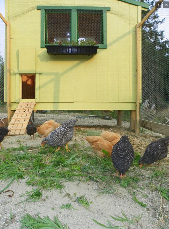 11 Free Chicken Coop Plans You Can DIY This Weekend