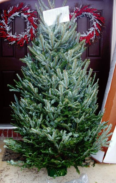 Get to Know Your Christmas Tree - Tips for Real Christmas Tree Lovers