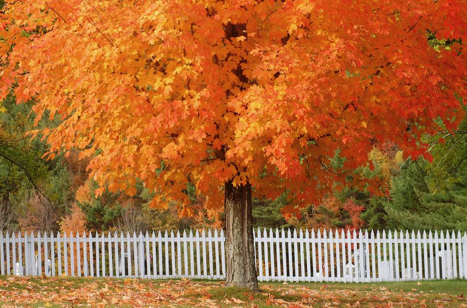 sugar maple fall color