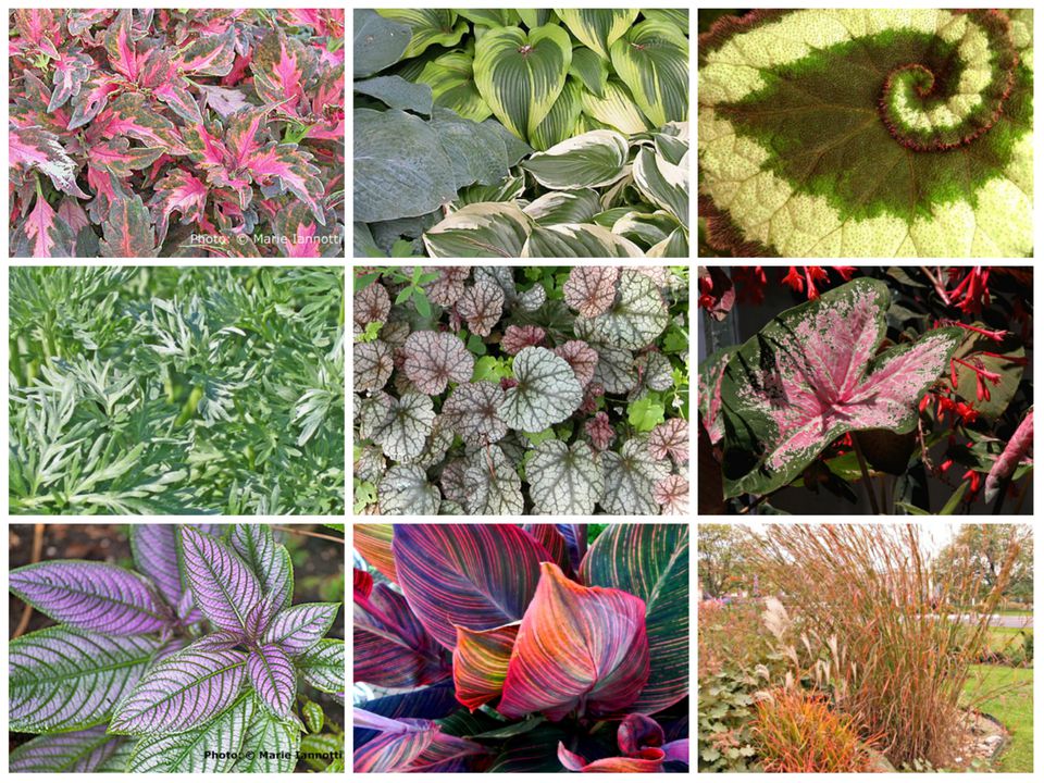 Best Types of Foliage Plants