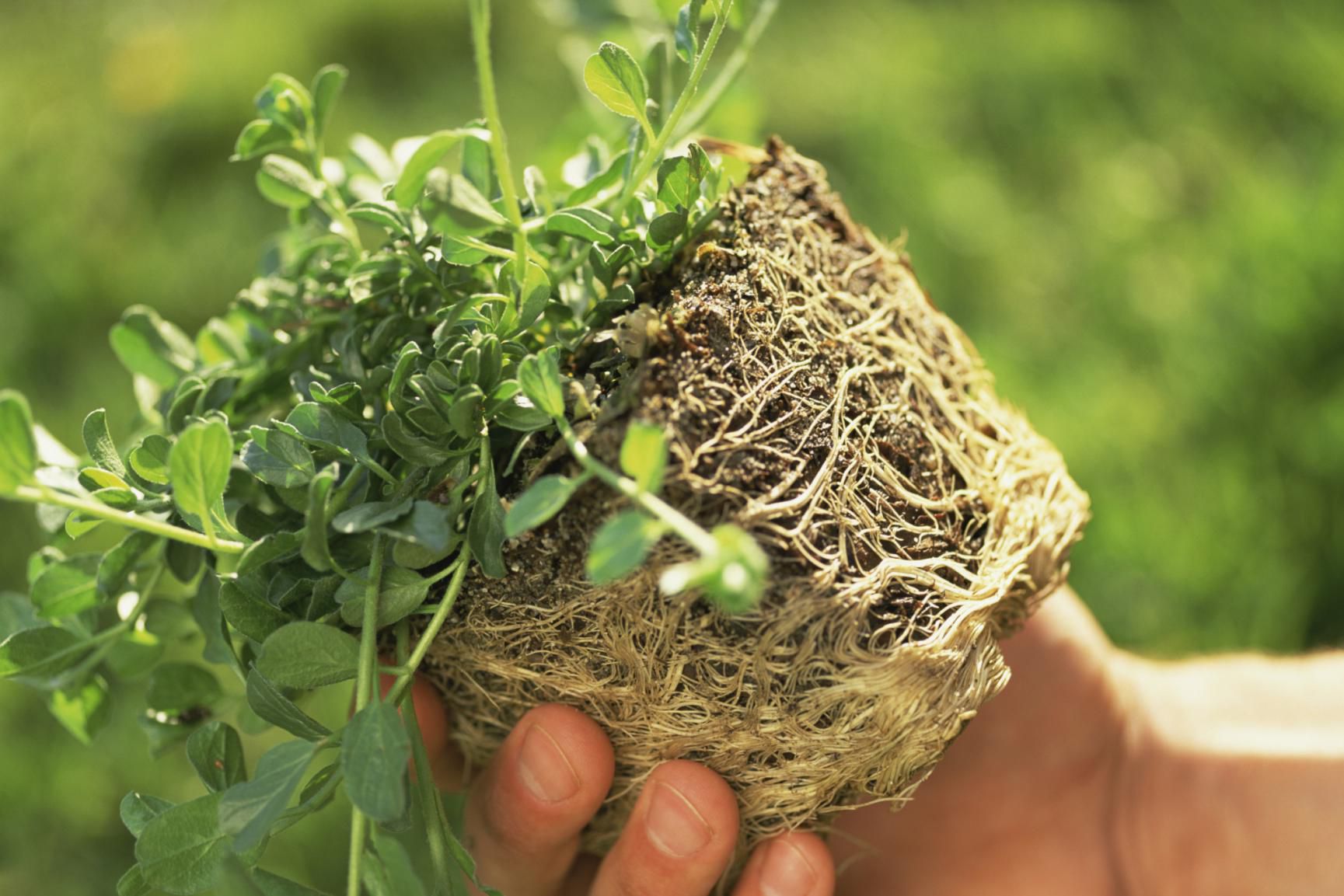 Teasing the Rootball of Plants