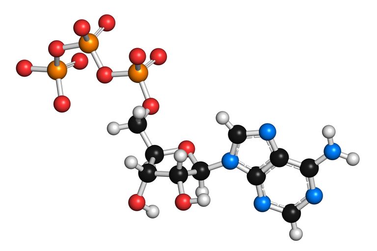 atp-definition-and-importance-in-metabolism