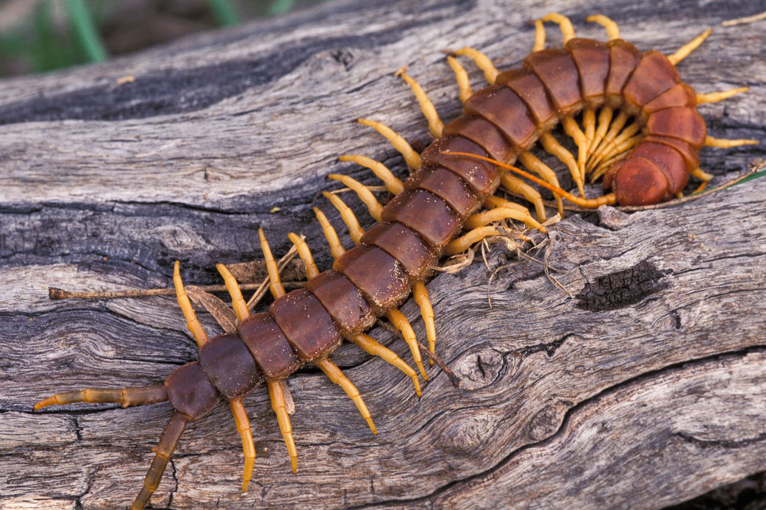 Fascinating Facts About Centipedes