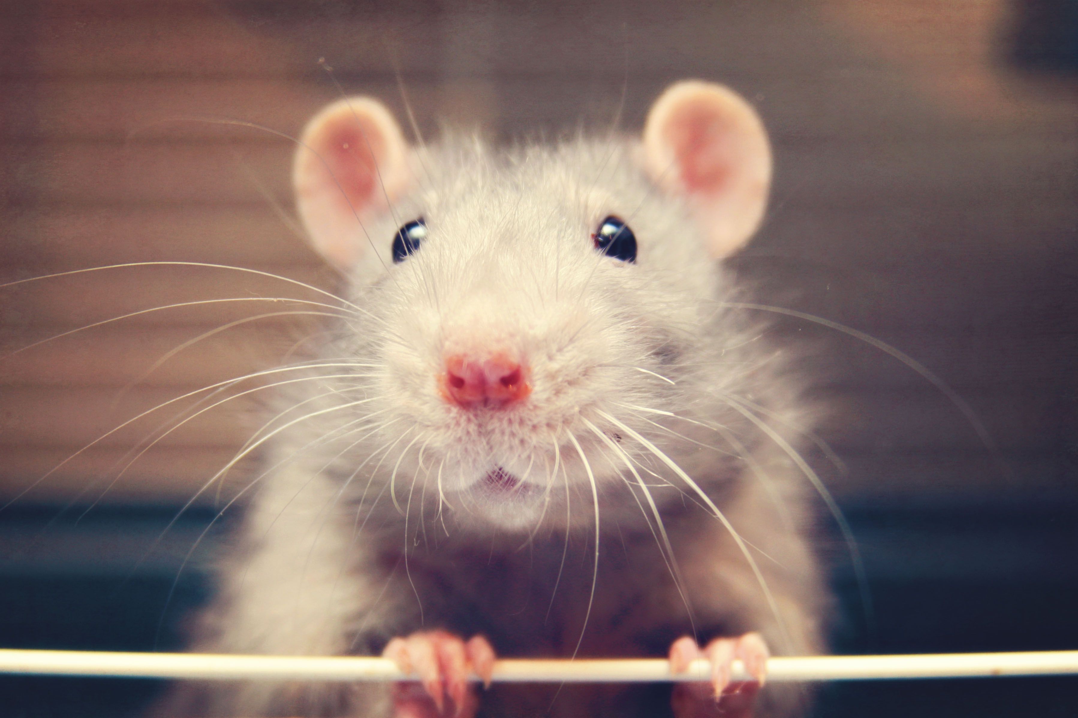 Do Rats Like to Be Tickled?