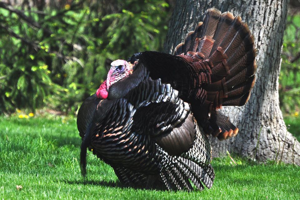 wild-turkey-pictures-photo-gallery