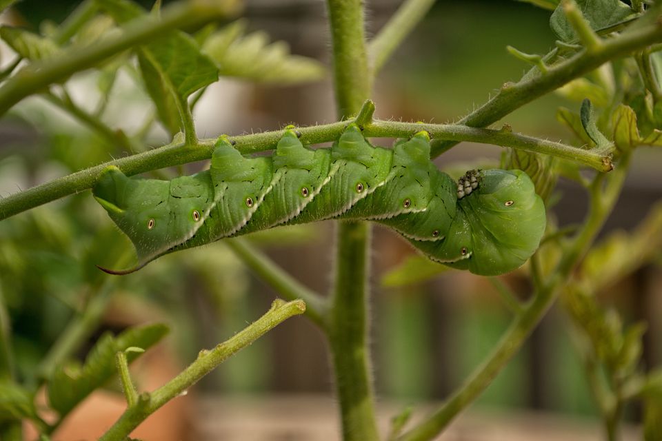 Signs Of Plant Pests Photos Of Insects And Diseases