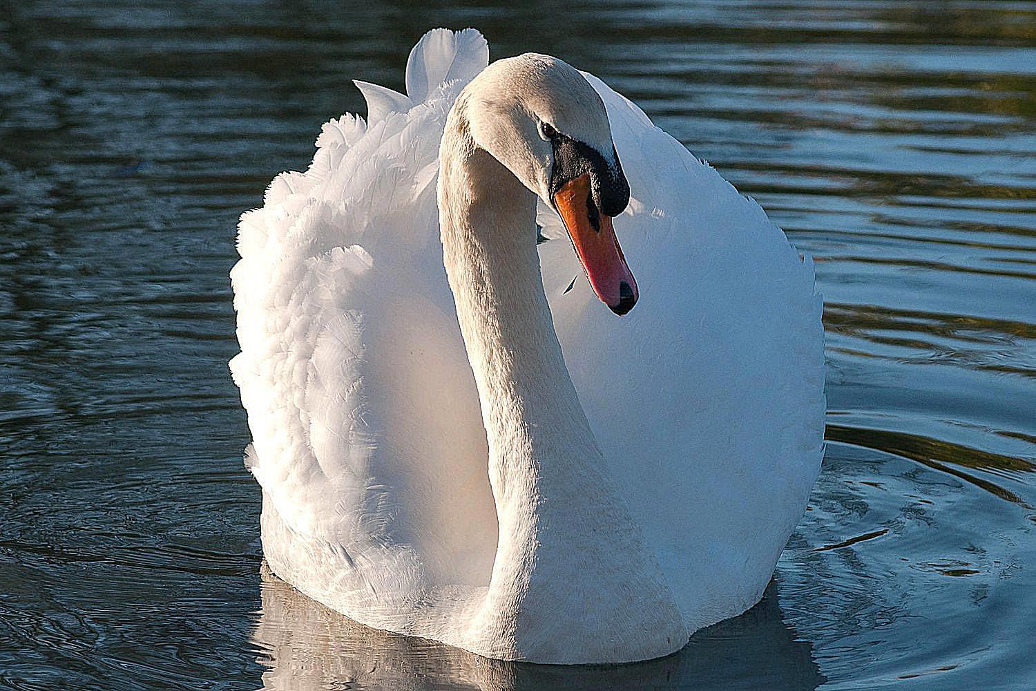 Types of Swans - Swan Species List