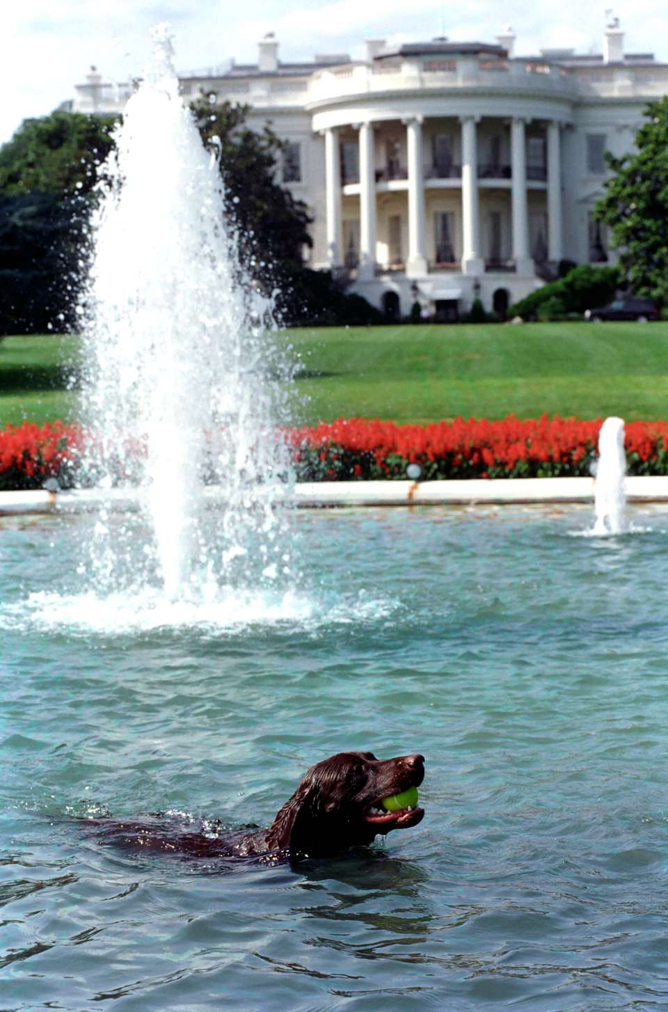 white house swimming pool outdoor