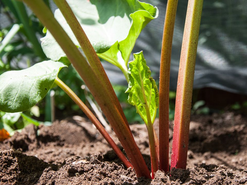 The Best Vegetables to Plant in Early Spring
