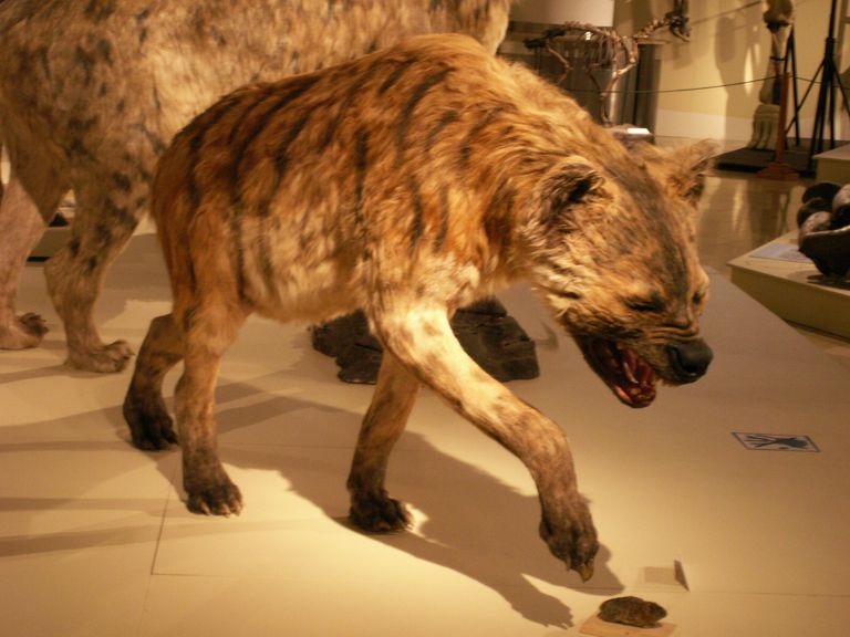 Image result for images of strange prehistoric mammals
