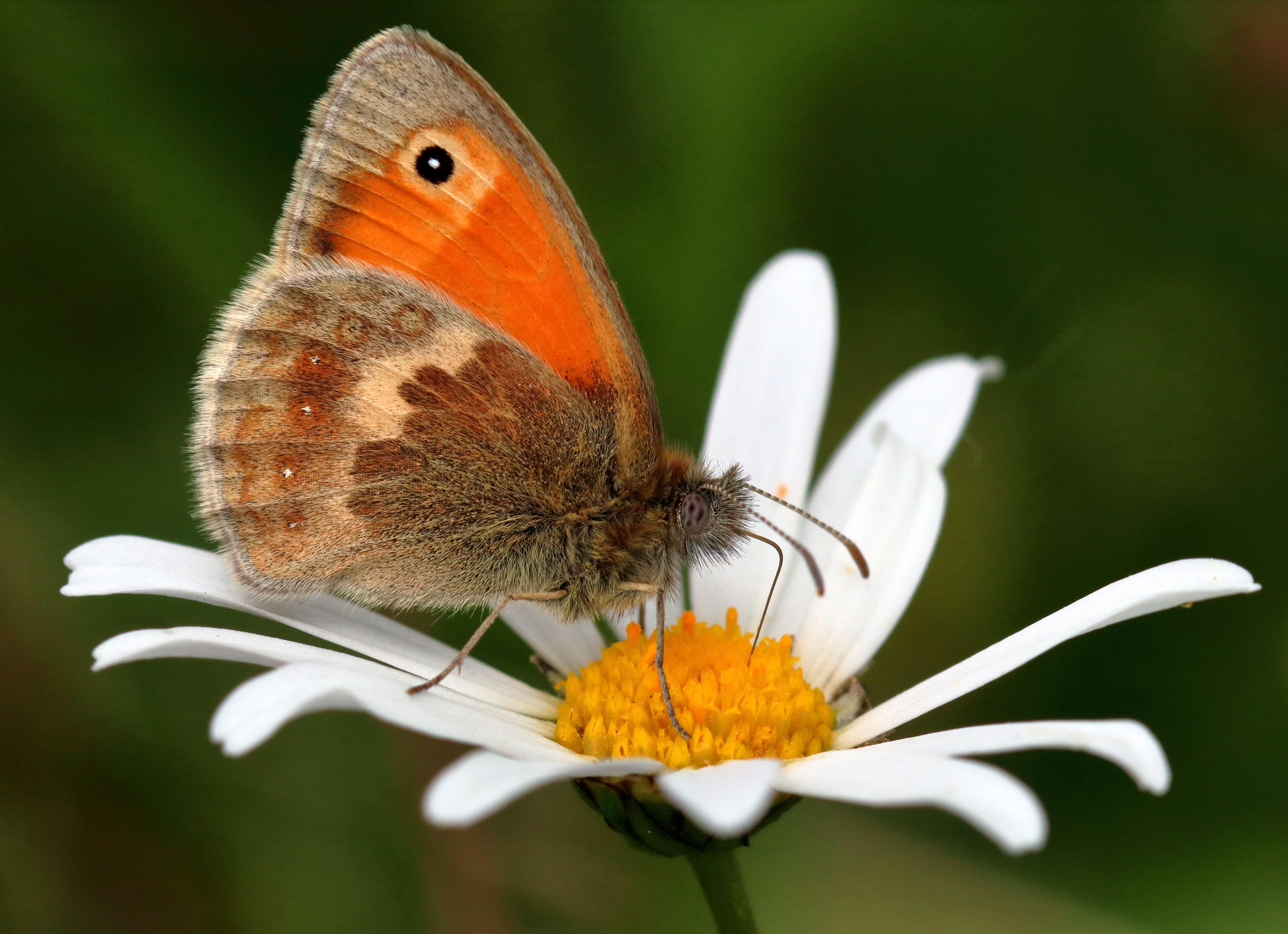 Why Butterflies Need Shade