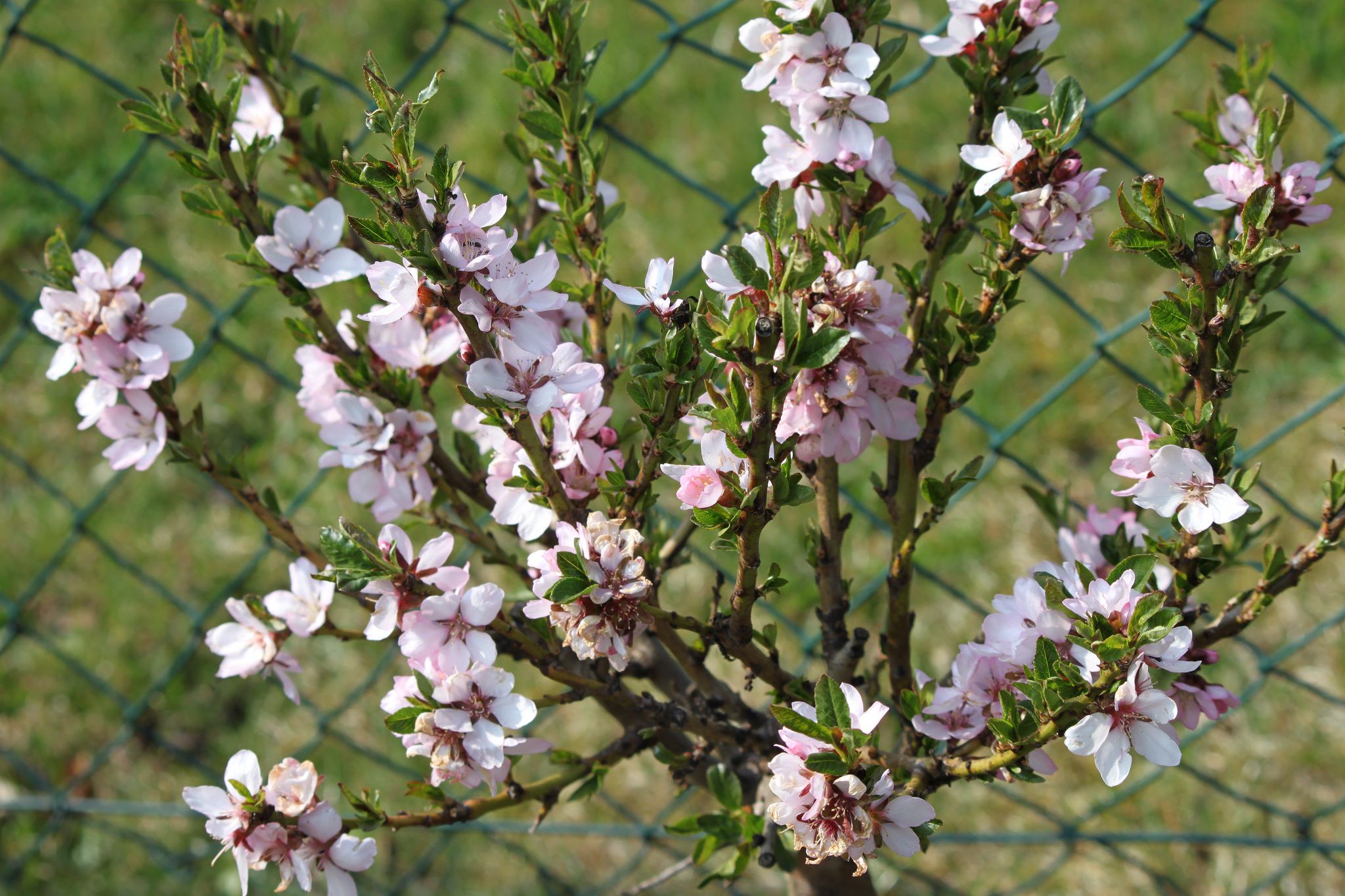Dwarf Flowering Almond Bush Has Giant Impact in Spring