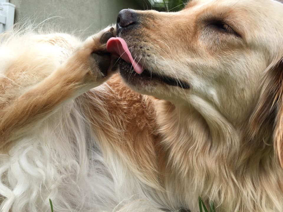 Golden retriever lick