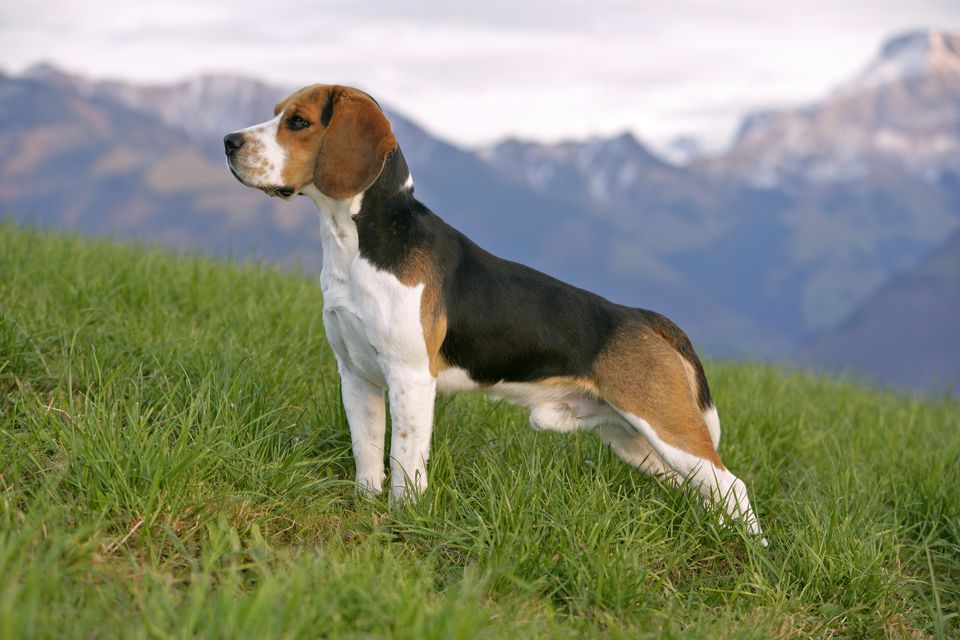 Beagle Dog Breed Information