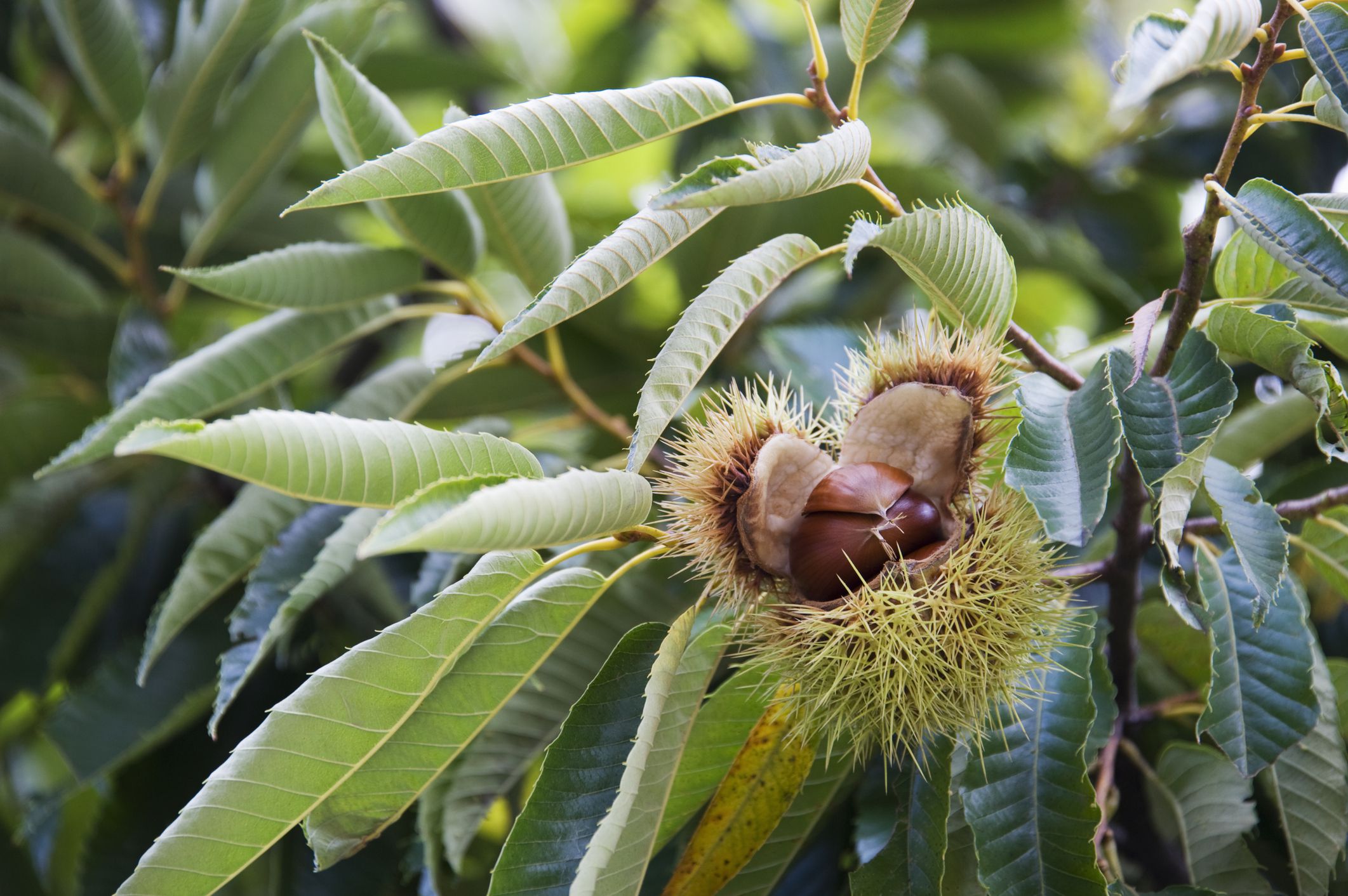 how-to-harvest-and-store-chestnuts