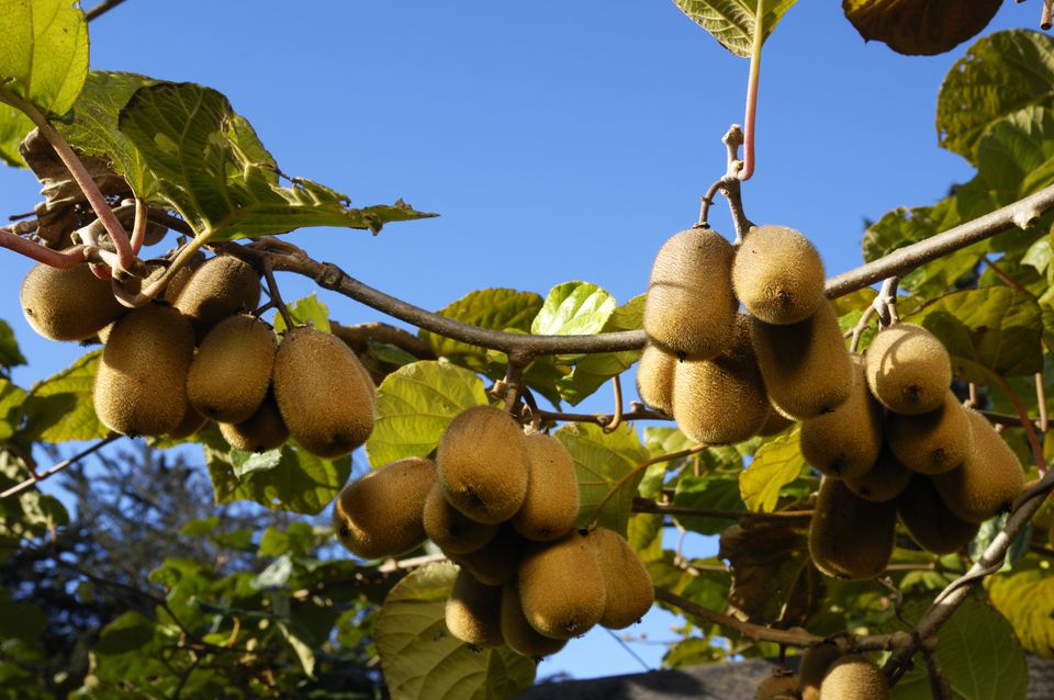 Growing Kiwi Vines in Your Home Garden