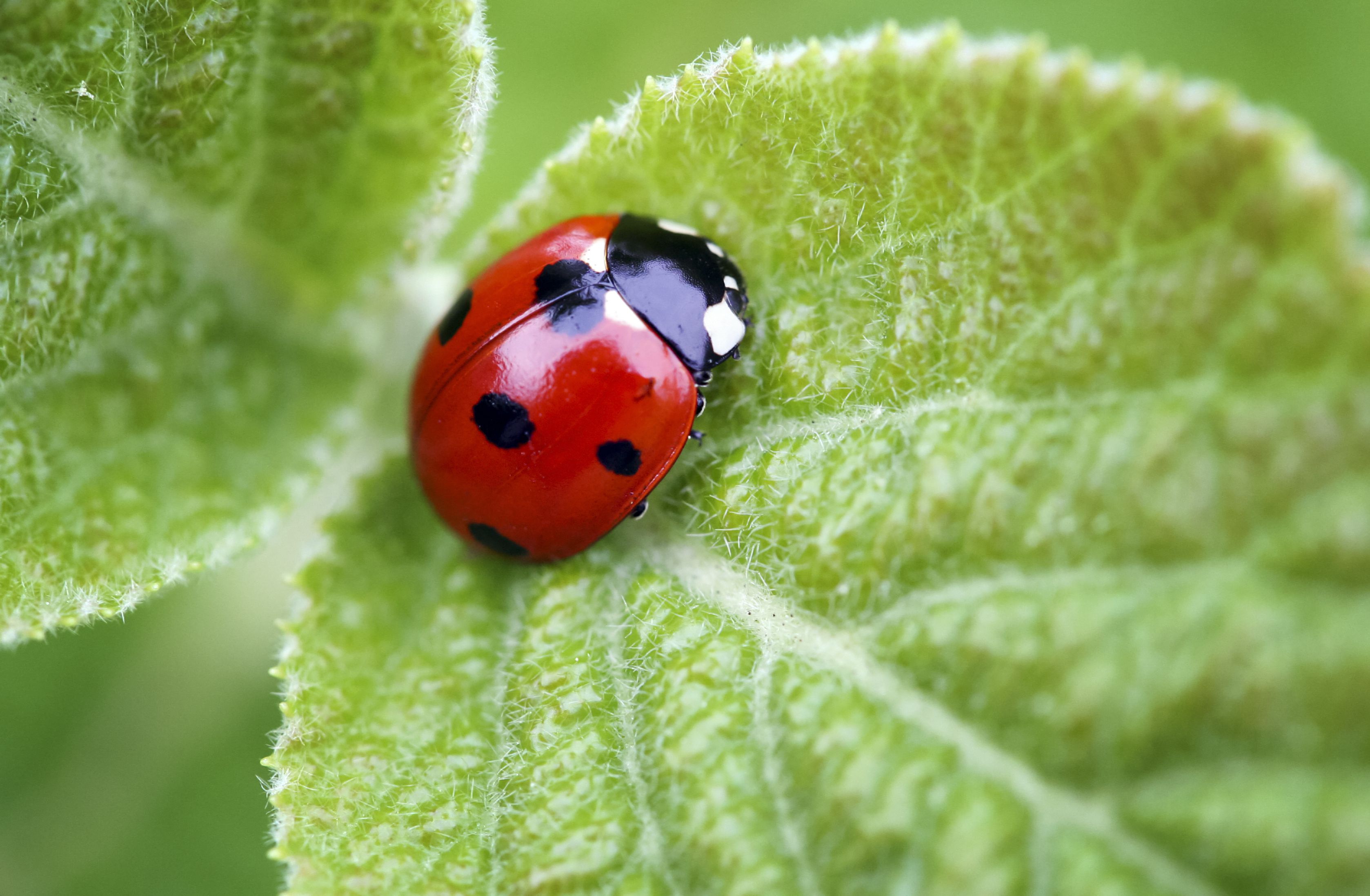 why-do-ladybugs-have-spots