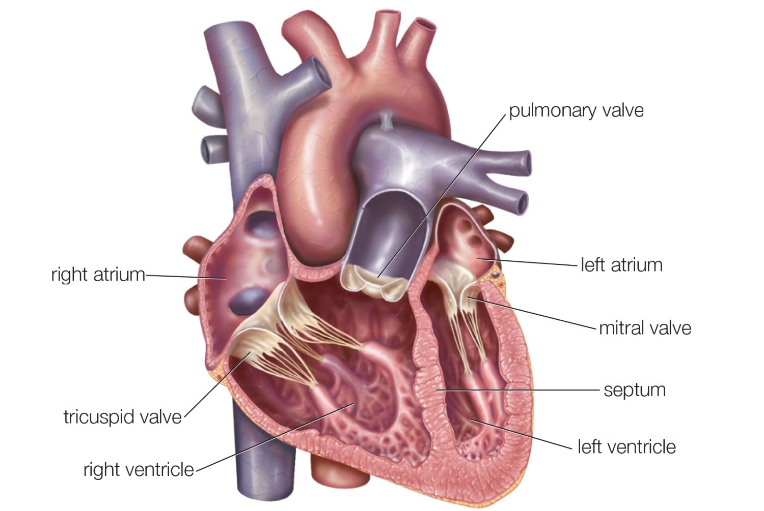 download Endocrine Disruptors and Puberty