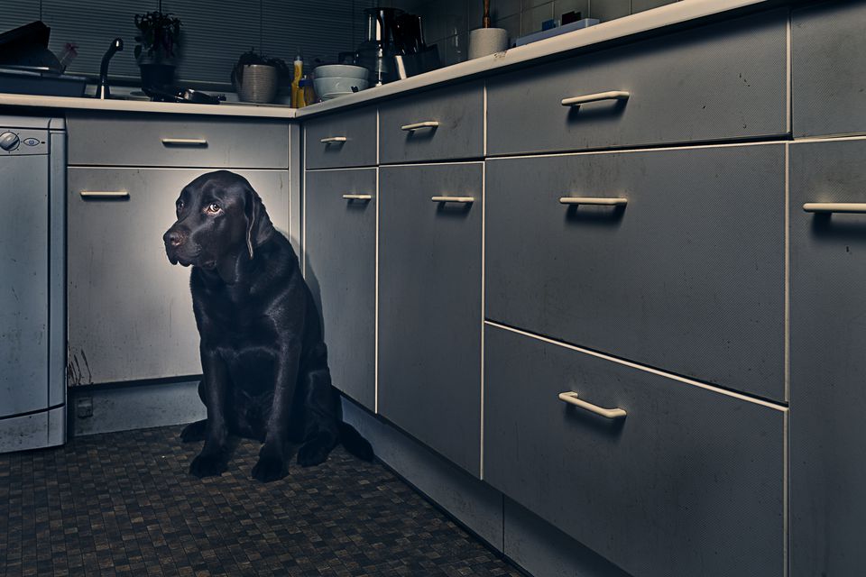 Frightened Dog in Corner of Kitchen