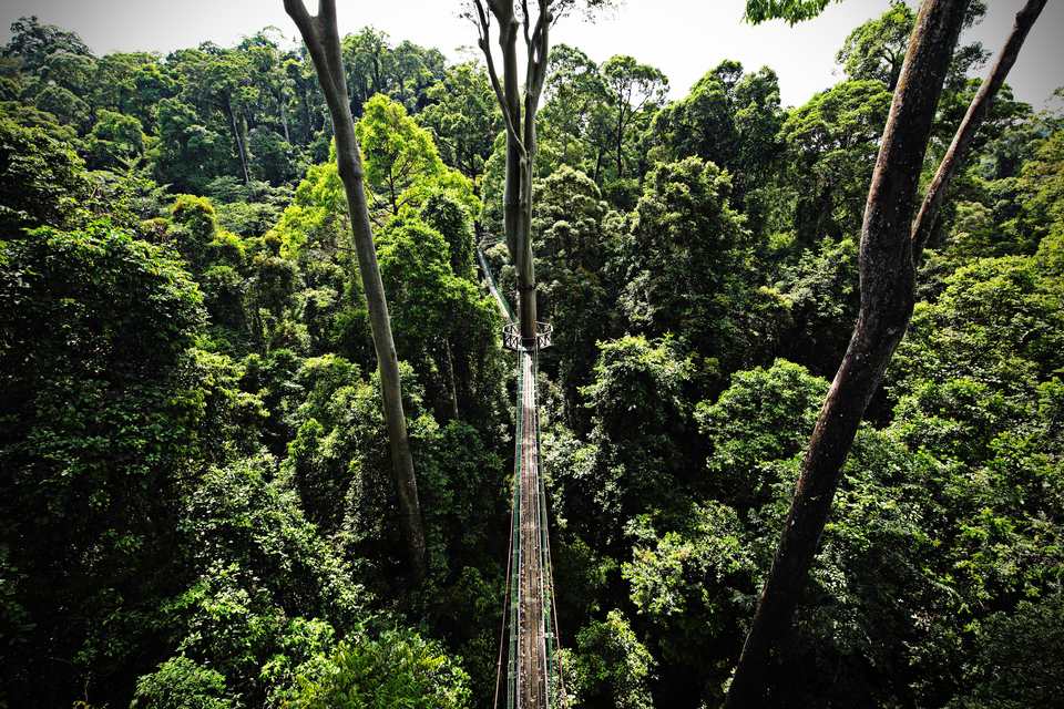 jungle tour borneo malaysia